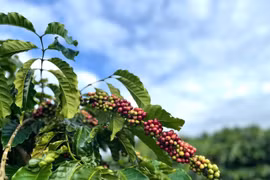 Thanh tra toàn diện việc cổ phần hóa của Công ty TNHH một thành viên Cà phê Gia Lai