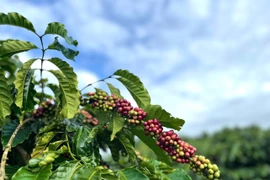 Thanh tra toàn diện việc cổ phần hóa của Công ty TNHH một thành viên Cà phê Gia Lai