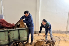 Công an Gia Lai tóm gọn nhóm trộm hơn 5.200 con chó.