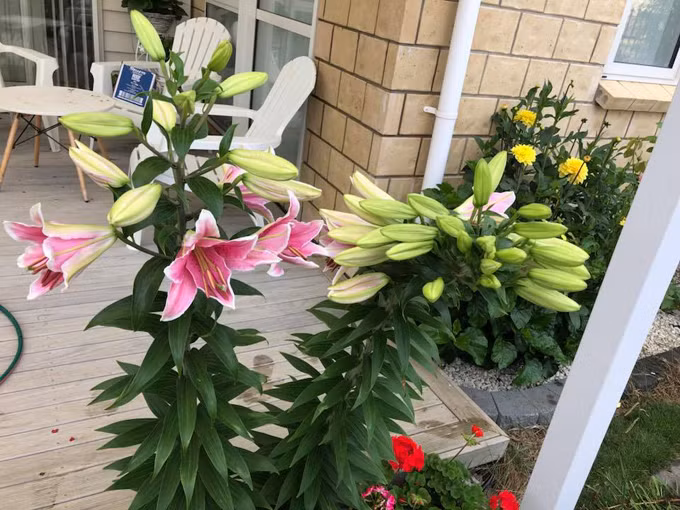 Đứng cạnh cây hoa khủng là 