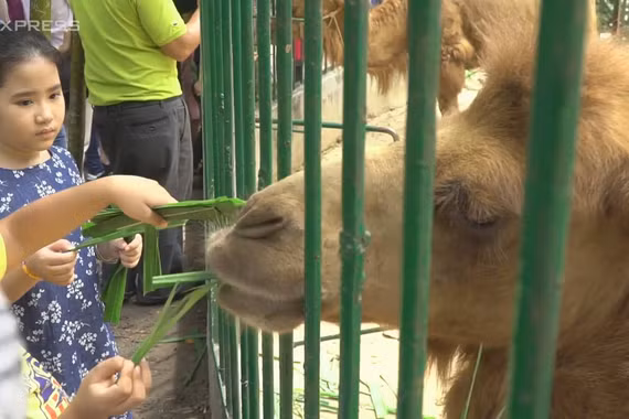 Người Sài Gòn tấp nập đi cho thú ăn trong dịp Tết