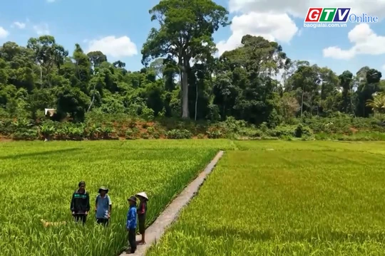 Báo và PT – TH Gia Lai có tác phẩm đạt giải khuyến khích Giải Búa liềm vàng toàn quốc năm 2025