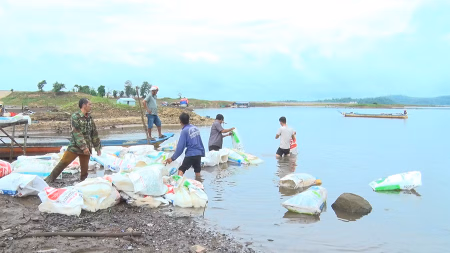 Ban Quản lý dự án thủy lợi Ia Mơr thả 30 tấn cá giống ra hồ thủy lợi Ia Mơr. Ảnh: ĐVCC