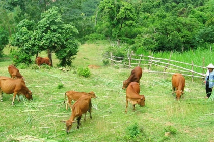 Điểm tựa sinh kế giúp người dân vùng biên vững bước thoát nghèo