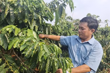 Cà phê Gia Lai chạm mốc 30 tấn/ha - thành quả của sự đầu tư bài bản.