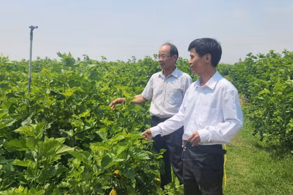 Chư A Thai: Đa dạng mô hình, mở hướng làm giàu từ nông nghiệp.