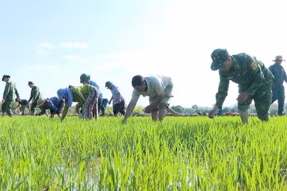 Chiến sĩ Biên phòng Gia Lai trực tiếp xuống đồng ruộng hướng dẫn bà con dân tộc thiểu số áp dụng kỹ thuật canh tác mới để tăng năng suất cây trồng.
