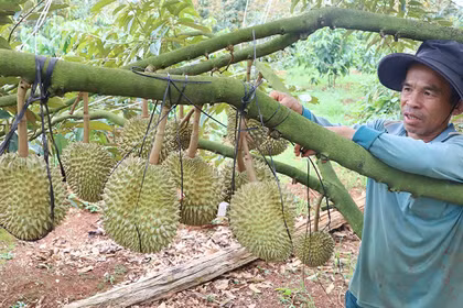 Tất bật bảo vệ vườn sầu riêng trước mùa mưa bão