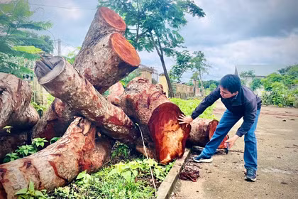 Cần khẩn trương kiểm tra, làm rõ trách nhiệm tổ chức, cá nhân trong vụ chặt hạ hàng loạt cây xanh tại trụ sở UBND xã Hbông cũ (nay là xã Ia Hrú). Ảnh: M.P