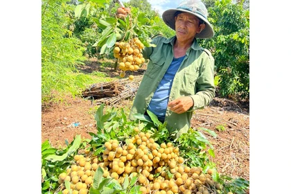 Xây dựng mã số vùng trồng để xuất khẩu nhãn T6