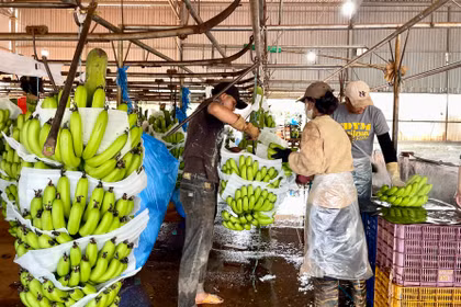 Gia Lai đặt mục tiêu kim ngạch xuất khẩu đạt trên 17 tỷ USD giai đoạn 2026-2030 