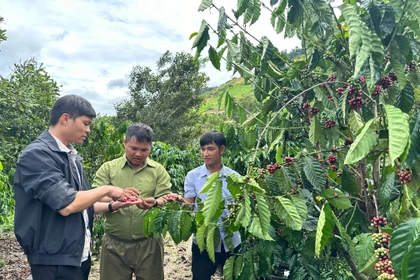 Krong chuyển đổi cây trồng, kinh tế khởi sắc