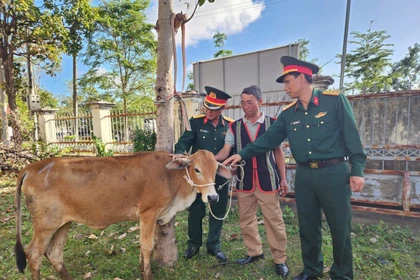 Đoàn Kinh tế-Quốc phòng 710 trao 35 con bò sinh sản cho các hộ đồng bào DTTS.