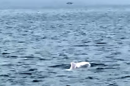 Đàn cá heo trắng tung tăng bơi lượn ở biển Quảng Ninh