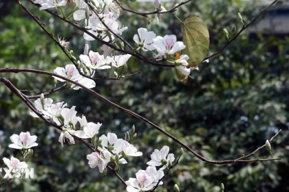 Những điểm đến đẹp nhất Việt Nam vào tháng Ba