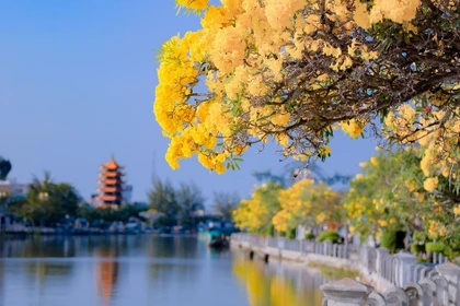 Choáng ngợp đường hoa kèn vàng rực rỡ bên sông Long Bình, đẹp như tranh