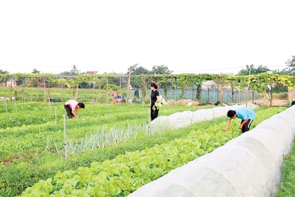 Sản xuất nông nghiệp sạch theo chuỗi “từ chuồng trại đến bàn ăn”