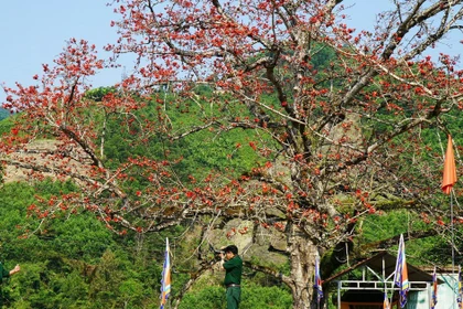 Hoa gạo đỏ rực giữa đại ngàn Trường Sơn ở ngã ba Bến Giằng