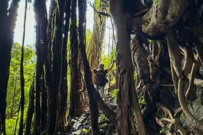 Rừng cổ thụ huyền bí quanh thác nước làng Á.