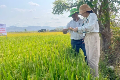 Hành trình vươn tầm của hạt gạo vùng thung lũng Cheo Reo