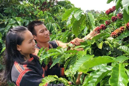 Nông nghiệp công nghệ cao dưới chân núi Ia Phí