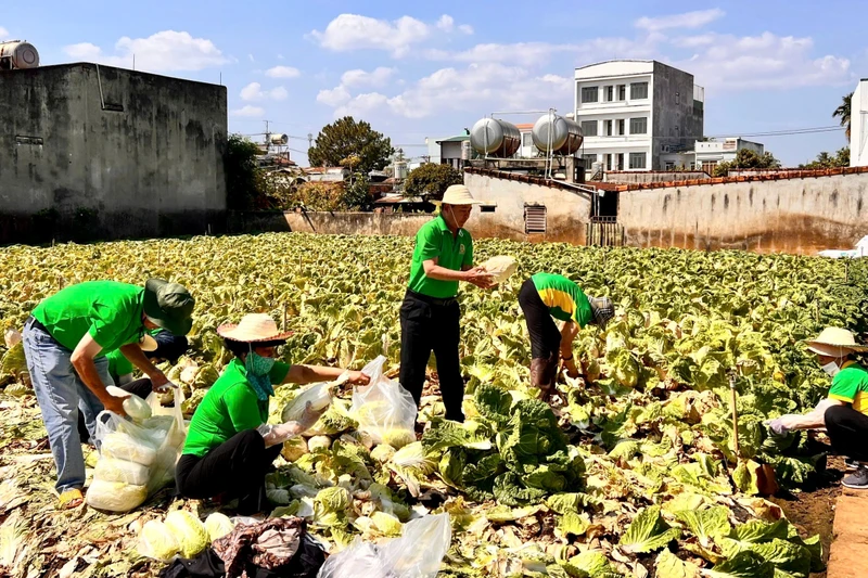 Hội Nông dân phường Thống Nhất chung tay giải cứu rau sạch cho bà con nông dân