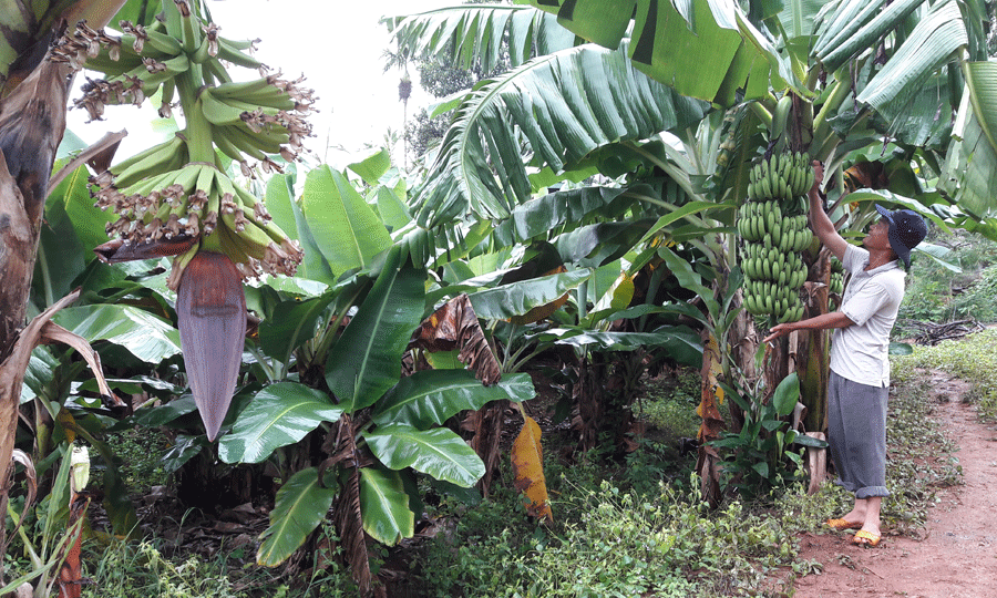 Ông Hai bên vườn chuối chuẩn bị thu hoạch. Ảnh: Đỗ Hằng Ông Hai bên vườn chuối chuẩn bị thu hoạch. Ảnh: Đỗ Hằng