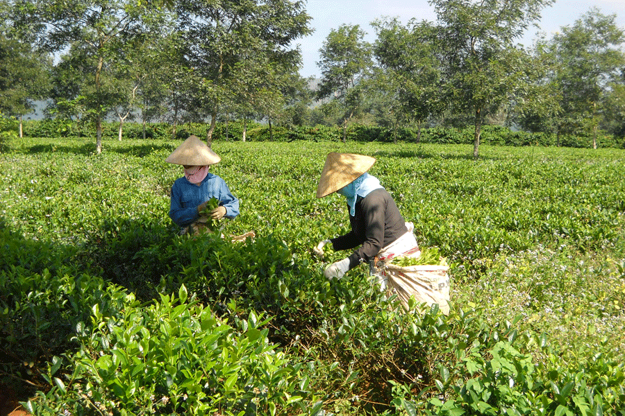 Đảm bảo chính sách lao động việc làm cho công nhân khi cổ phần hóa. Ảnh: T.N Đảm bảo chính sách lao động việc làm cho công nhân khi cổ phần hóa. Ảnh: T.N