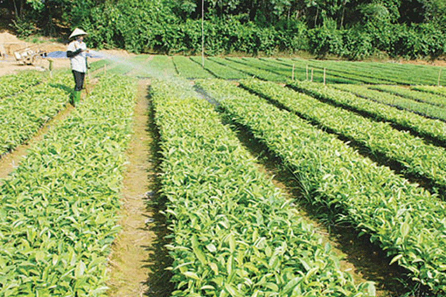 Chăm sóc vườn bời lời giống. Ảnh: Minh Quang