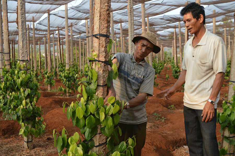 Ông Hyưr, làng Ia Mút liên kết với gia đình ông Hoàng Thanh Cam (thôn 76), xã Hà Bầu chăm sóc tiêu. Ảnh. Đ.Y Ông Hyưr, làng Ia Mút liên kết với gia đình ông Hoàng Thanh Cam (thôn 76), xã Hà Bầu chăm sóc tiêu. Ảnh. Đ.Y