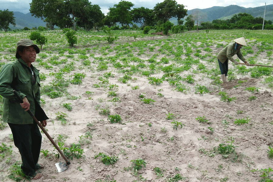 Người dân đang tập trung chăm sóc, làm cỏ, bón phân cho cây mỳ. Ảnh: Q.T Người dân đang tập trung chăm sóc, làm cỏ, bón phân cho cây mỳ. Ảnh: Q.T
