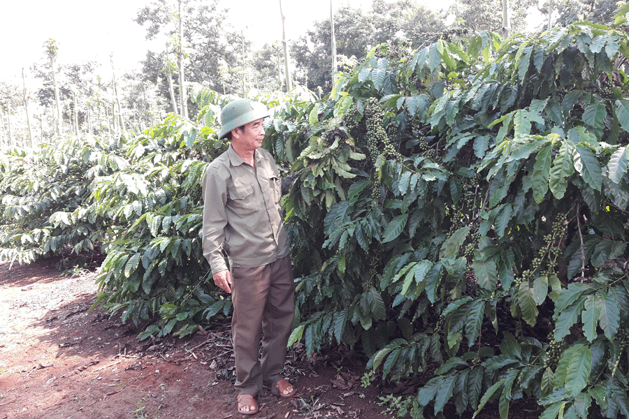 Vườn cà phê đã tái canh của Công ty TNHH MTV Cà phê Ia Grai. Ảnh: N.T