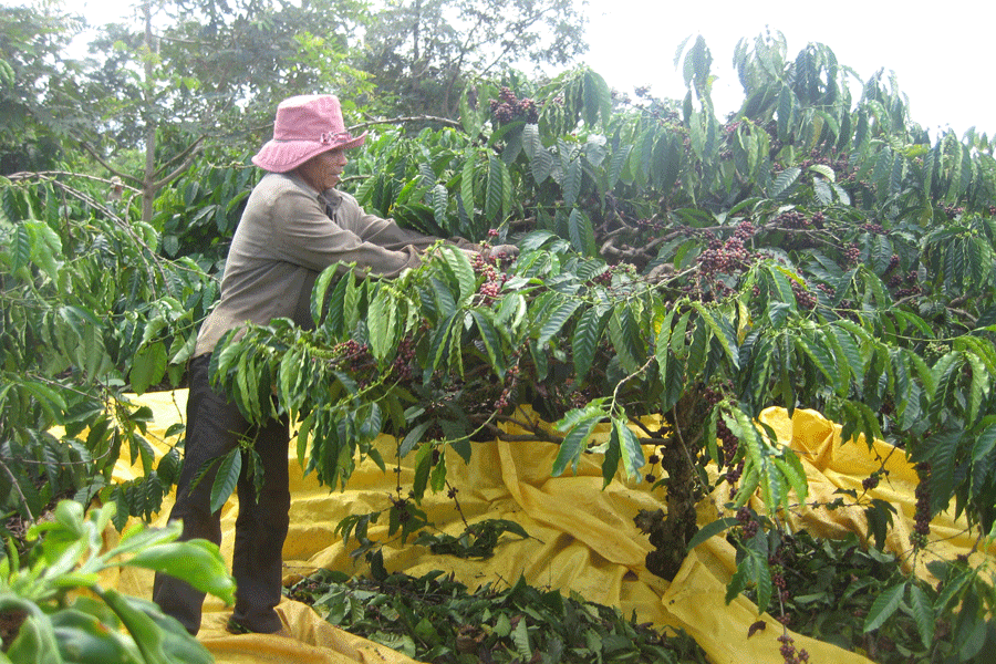 Tái canh cây cà phê để đảm bảo năng suất, chất lượng hạt cà phê. Ảnh: N.T