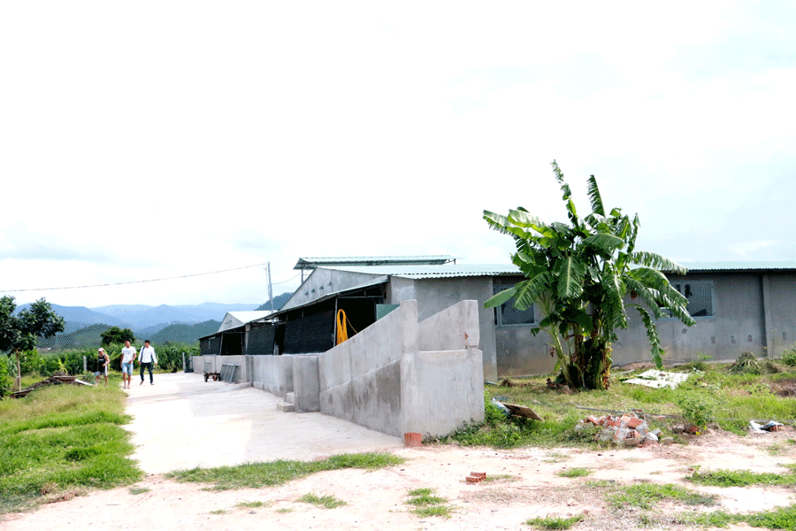 Trang trại chăn nuôi heo siêu nạt của anh Quang khá quy mô. Ảnh: Q.T