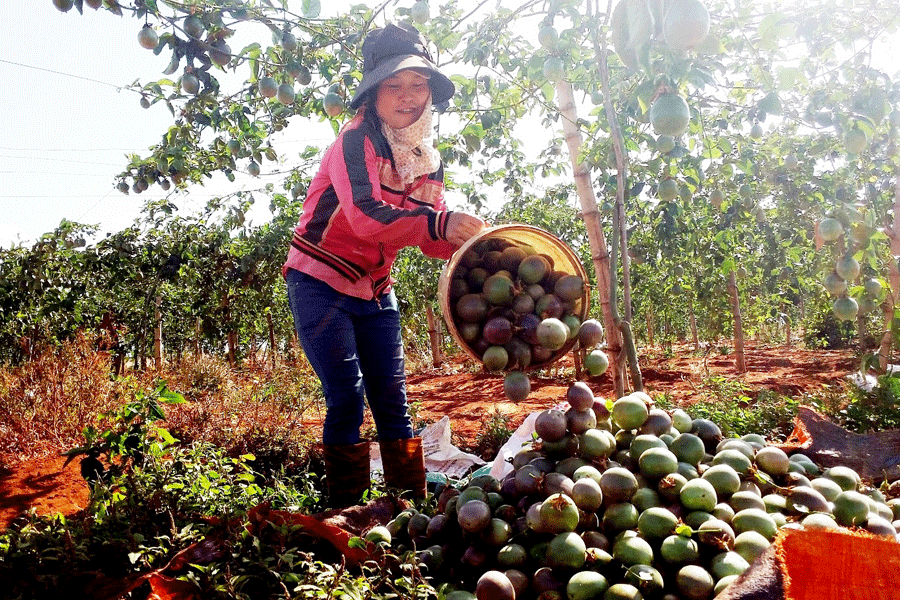 Giá chanh dây chiều 29-3 giảm mạnh đột biến. Ảnh: Q.T Giá chanh dây chiều 29-3 giảm mạnh đột biến. Ảnh: Q.T