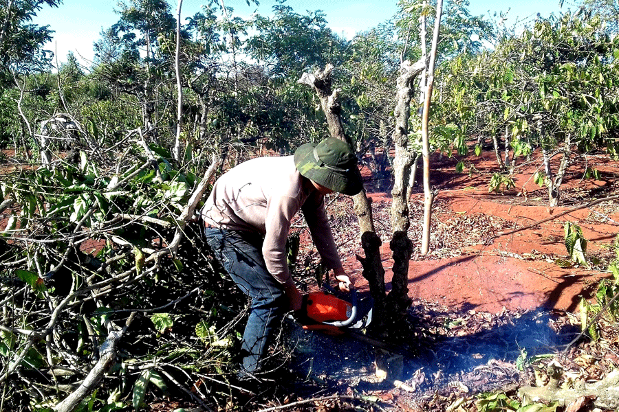 Người dân chặt cà phê trồng chanh dây. Ảnh: Q.T Người dân chặt cà phê trồng chanh dây. Ảnh: Q.T