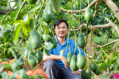 Khơi sáng những miền quê đáng sống - Bài 3: Sống rất gần với gỗ, cây, núi rừng và với đất