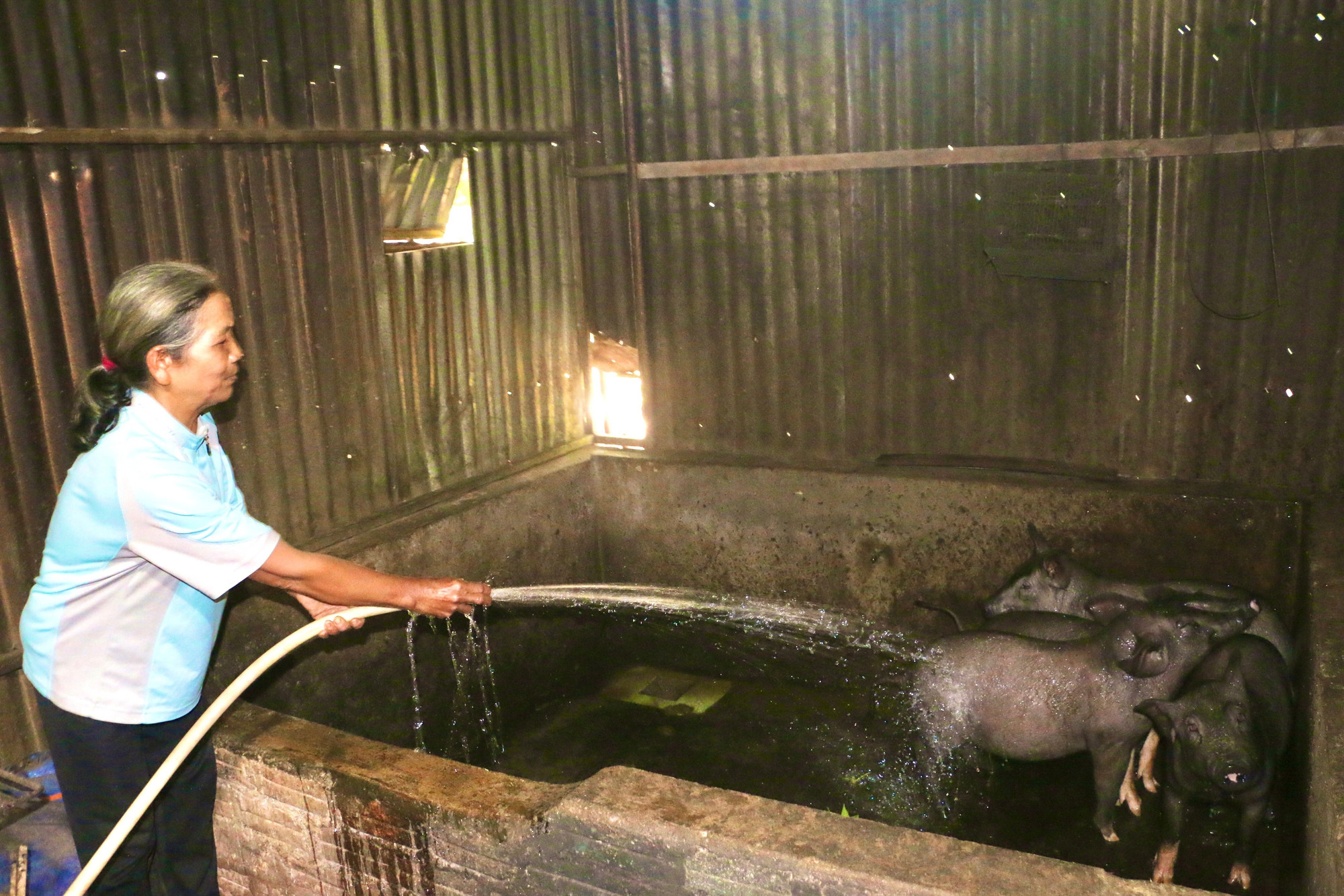 Bà Puih H'Hrit vệ sinh chuồng heo. Ảnh: Quang Tấn img-4634.jpg