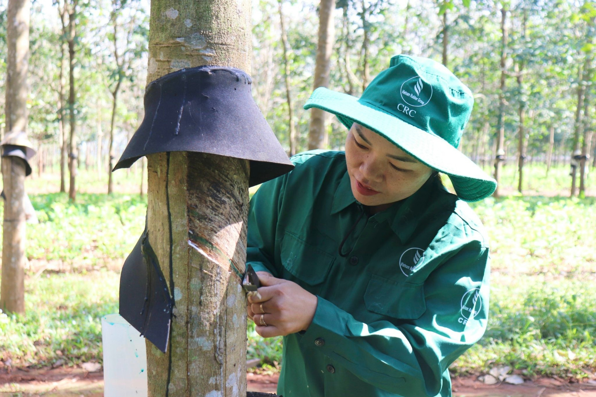 Từ khi làm công nhân tại Công ty TNHH MTV Cao su Chư Sê, cuộc sống của chị Phạm Thị Thành đã ổn định hơn. Ảnh: Lạc Hà