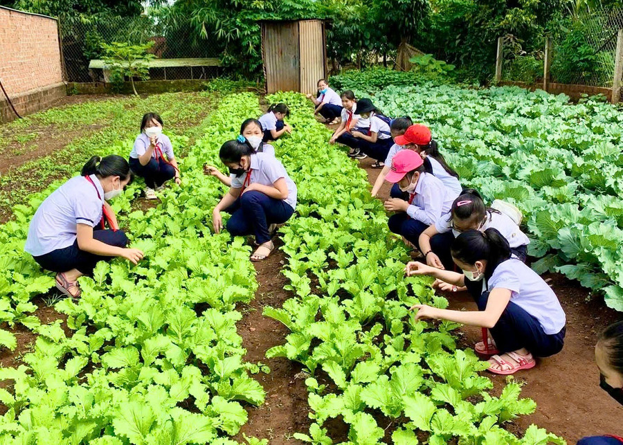 hoc-sinh-tham-gia-cham-soc-vuon-rau-trai-nghiem-do-lien-doi-to-chuc.jpg