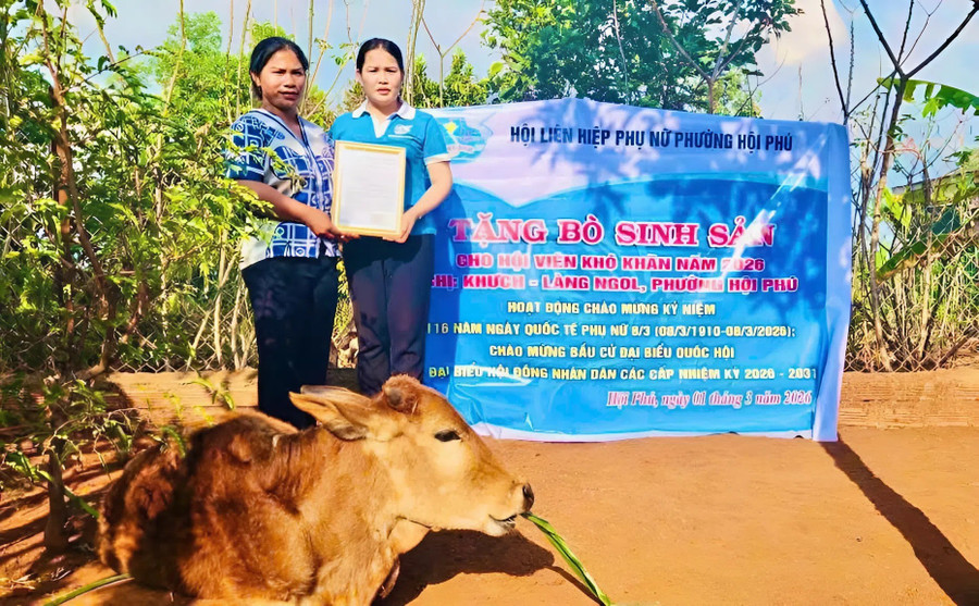 Hội LHPN phường Hội Phú trao tặng bò sinh sản cho chị Khuch, hội viên có hoàn cảnh khó khăn tại làng Ngol. Ảnh: ĐVCC