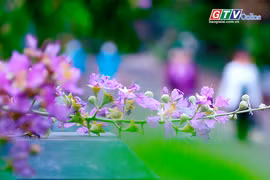 Phố núi dịu dàng sắc tím bằng lăng