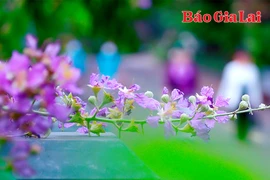 Phố núi dịu dàng sắc tím bằng lăng