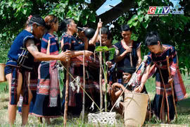 Lễ "Tỉa lúa đầu năm": Nét đẹp truyền thống của người Bahnar