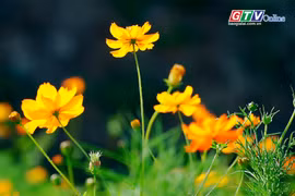 Rực rỡ sắc hoa bờ kè suối Hội Phú