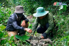 “Săn” ốc núi giữa rừng già