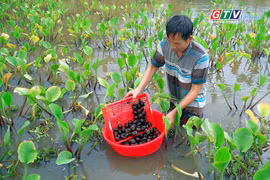 Đầu tư ít, lợi nhuận cao từ nuôi ốc bươu đen