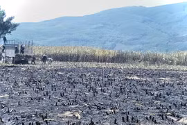 Cháy 5,2 ha mía của 5 hộ dân ở xã Phú An