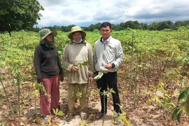 Ia Pa: Hơn 610 ha mì bị nhện đỏ gây hại