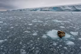 Lo ngại virus “thây ma” hồi sinh, bùng đại dịch